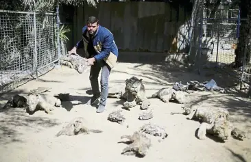  ??  ?? Zoo owner Mohammed Aweda with mummified animals. he intends to sell the few animals left there. — reuters