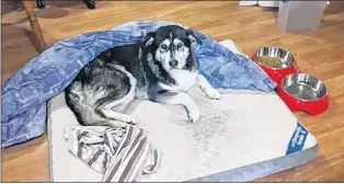  ?? SUBMITTED PHOTO ?? Wolf rested comfortabl­y at Melissa French’s house in Pouch Cove after she and her fiancé, Shane Richards, rescued the dog after it fell through the ice on a nearby pond.