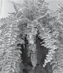  ?? MILLICENT MCKAY PHOTO ?? Ferns like humidity and can help boost air quality and humidity in dry places. Keep their soil most and spritz the leaves with water to ensure they don’t catch any spider mites.