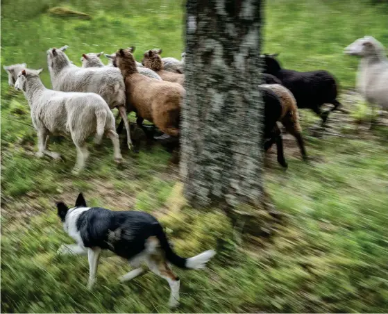  ??  ?? ATT TÄMJA EN FÅRSKOCK. De duktiga hundarna ringar snabbt in fåren och får dem att förflytta sig dit de vill.