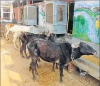  ?? HT ?? The 128yearold Kanpur Gaushala Society hit the headlines last July when it was revealed that 150 cows had died there in five months.