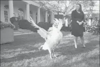  ?? EVAN VUCCI/AP ?? Butter, the national Thanksgivi­ng turkey, walks in in the Rose Garden of the White House before being pardoned Tuesday by President Donald Trump in Washington.