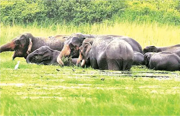  ??  ?? The Great Elephant Census says the number of jumbos in the country dropped 6 000 to 82 000 due to poaching