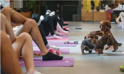  ?? ?? A puppy yoga class. Photograph: Anadolu Agency/Getty Images