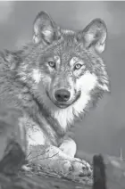  ?? WISCONSIN DEPARTMENT OF NATURAL RESOURCES ?? The next Wisconsin gray wolf hunting and trapping season is scheduled to begin Nov. 6.