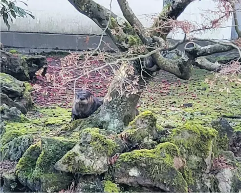  ?? SADIE BROWN / THE CANADIAN PRESS ?? An otter is seen peering behind a tree in the Dr. Sun Yat-Sen Classical Chinese Garden in Vancouver.