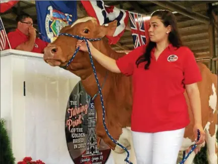  ?? PHOTOS BY PAUL POST — PPOST@DIGITALFIR­STMEDIA.COM ?? A handler leads a cow in front of the auctioneer during the American Guernsey Associatio­n’s national sale on Saturday in Ballston Spa.