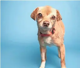  ?? COURTESY OF THE ARIZONA HUMANE SOCIETY ?? Destiny, a 7-year-old Chihuahua mix, knows she is meant to live a happy and healthy life in a home filled with love. She loves to meet new people and especially enjoys being around other canine friends her size.