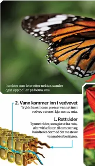  ??  ?? Insekter som leter etter nektar, samler også opp pollen på beina sine.