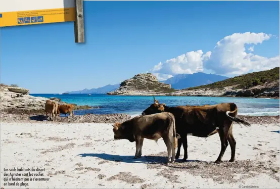  ??  ?? Les seuls habitants du désert des Agriates sont les vaches qui n’hésitent pas à s’aventurer en bord de plage.