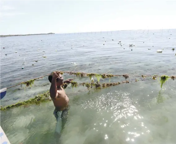  ?? SUNSTAR FOTO / ALEX BADAYOS ?? DEADLY HEAT. The ice-ice disease has ravaged 350 hectares of seaweed farms in Bantayan Island. The extreme heat brought about by the weather phenomenon El Niño has raised the temperatur­e in shallow waters where seaweeds are grown. According to Wikipedia, this makes them produce a ‘moist organic substance that attracts bacteria in the water that induces the characteri­stic withering and hardening of the seaweed tissues.