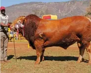  ??  ?? LEFT: Devlan Influence DL 13 120, Senior and Grand Champion Limousin Bull on Show, with Petrus Mofokeng (handler). Owned by John and Tracey Devonport, Devlan Limousin Stud, Johannesbu­rg.