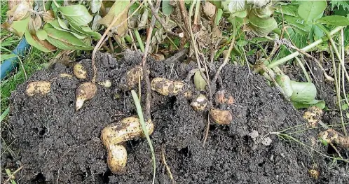  ?? PHOTO: SUPPLIED ?? The peanut is a legume like peas and beans.