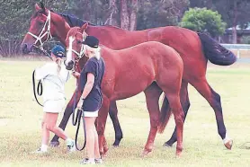  ?? Fairfax syndicatio­ns ?? Holy Roller, junto a un caballo de su misma edad