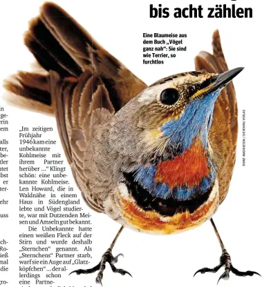  ??  ?? Eine Blaumeise aus dem Buch „Vögel ganz nah“: Sie sind wie Terrier, so furchtlos