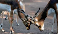  ?? AFP ?? Blackbucks lock their horns as they play in their enclosure at the Zoological Park in New Delhi. —