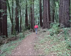  ?? COURTESY OF TOM BENTLEY ?? A hike among the redwoods always has a calming effect. That’s especially true on the trails at San Mateo County’s Sam Mcdonald County Park.