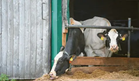  ?? Foto: Karl-Josef Hildenbran­d, dpa ?? Der Skandal um mutmaßlich­e Tierquäler­eien in Bad Grönenbach (Kreis Unterallgä­u) hat Folgen. Bayern setzt mehr Kontrolleu­re ein.