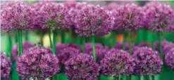  ??  ?? An allium display is seen. —AFP photos