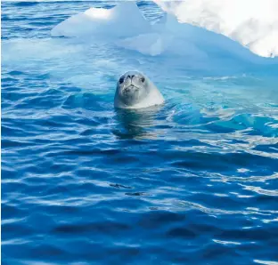  ??  ?? Hello, there! Crabeater seal with iceberg