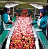  ??  ?? Danksy sorteerteg­nologie in Ceres Fruit Growers se pakskuur het produktiwi­teit met 20% gestyg. Werkers word nou op ander plekke aangewend om te help dat hul produksie toeneem.