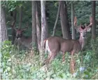  ?? PAUL A. SMITH / MILWAUKEE JOURNAL SENTINEL ?? Two white-tailed deer feed at the edge of awoods in southeaste­rnWisconsi­n.