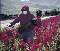  ?? MARCIO JOSE SANCHEZ — THE ASSOCIATED PRESS ?? A farmworker wears a mask as he works at a flower farm in Santa Paula in 2020. Farmworker­s are particular­ly vulnerable to the COVID-19 virus because they live in crowded housing and travel to farms in packed vehicles.