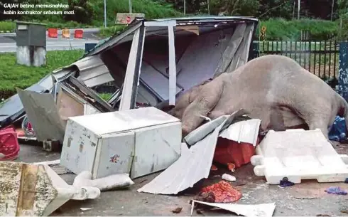  ??  ?? GAJAH betina memusnahka­n kabin kontraktor sebelum mati.