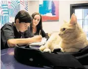  ?? R. Clayton McKee / Fro the Chronicle ?? A. J. Manlove, 14, of St. Thomas High School, works on math problems with the help of Jess Rogers and Leo, Tutorville’s cat-in-residence.