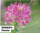  ??  ?? SPIDERY: Cleome