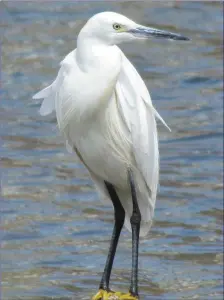  ??  ?? The pure white Little Egret is tall, slim and elegant and has long black legs.