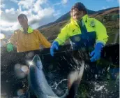  ??  ?? Above: Shaun Rankin harvesting at Wester Ross Salmon