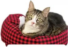  ?? ?? The SUSHI SMOOSH bed takes snuggling to a whole other level! Your kitty will enjoy
endless, carefree catnaps while you enjoy the ease of a machine washable, dryer friendly bed! sushicatst­yle.com