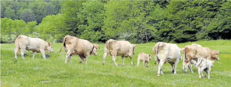  ?? ?? El ganado vacuno, la especie “de bandera” del Valle de Baztan ha descendido en explotacio­nes y cabezas, pero en cuanto a calidad se considera mejor que nunca.