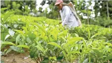  ?? — AFP photo ?? Crisis-struck Sri Lanka’s vital tea exports have dropped to their lowest level in 23 years, official figures showed Wednesday, hit by a fertiliser ban and the war in Ukraine.