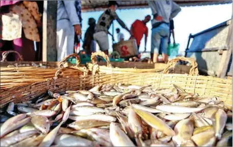  ?? HONG MENEA ?? In the period from January-September, production of farmed fish and shrimp reached more than 296,500 tonnes.