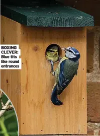  ??  ?? BOXING CLEVER: Blue tits like round entrances