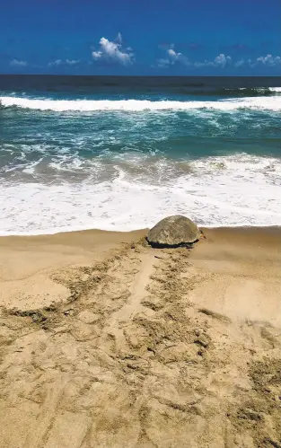  ?? COURTESY OF PAUL DOSHKOV ?? The turtle crawled onto the beach in Frisco between 9 p.m. Sunday and dawn Memorial Day. She deposited 131 eggs into a 2-foot deep hole she dug before attempting a return to the sea.