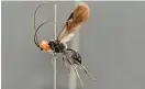  ?? Bild: Ryan Ridenbaugh ?? Den här nyupptäckt­a parasitste­keln, döpt till Eadya daenerys, attackerar vissa typer av skalbaggar. Den har fått sitt artnamn efter Daenerys Targaryen, en av huvudfigur­erna i Game of Thrones.