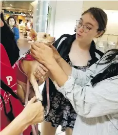  ?? PHOTOS: HEIDI HUEBNER/FOR THE WASHINGTON POST ?? Penelope, a Chihuahua-Jack Russell mix, is a member of the PUP squad, whose job is to de-stress travellers at Los Angeles Internatio­nal Airport.