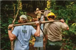  ?? ?? Workers help with installing a boardwalk at the Grove of Titans intended to protect the trees from an increased number of visitors.