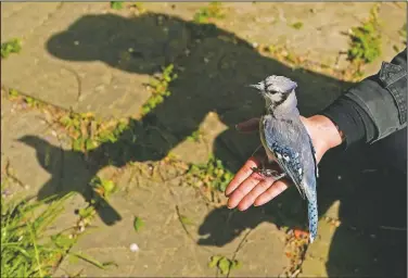  ??  ?? Severine Hex, Princeton University graduate student, holds a female blue jay in her open hand to release in Silver Spring, Md. Hex gently removed the blue jay from a mist net used to capture birds for banding or other research projects.