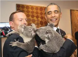  ??  ?? KOALA DIPLOMACY? — U.S. President Barack Obama (right) and Australia’s Prime Minister Tony Abbott cuddle koalas during a photo opportunit­y on the sidelines of the G-20 Summit in Brisbane, Australia. Obama, Abbott and Japanese Prime Minister Shinzo Abe...