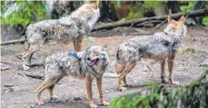  ?? SYMBOLFOTO: ARMIN WEIGEL/DPA ?? Im Dezember hat ein Wolf mehrere Tiere in drei Landkreise­n gerissen. Die Landespoli­tik fordert schnelle Konsequenz­en.