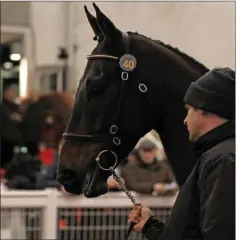  ??  ?? Colin Bowe’s Trevelyn’s Corn was sold for £400,000 last week.