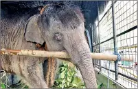  ?? Pic by Amila Gamage ?? An elephant rescued during an earlier raid.