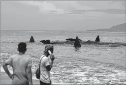  ??  ?? Environmen­talists tried to rescue nine sperm whales which had beached themselves on Krueng Raya beach in Aceh Besar, Indonesia.