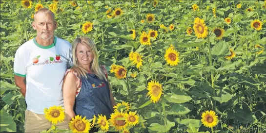  ?? [LORRIE CECIL/THISWEEK] ?? Marshall Branstool and Cindy Zaino of Branstool Orchards stand in field of sunflowers, which they grew after they lost all their peach trees in a January freeze. They plan a Sunflower Festival Saturday through Aug. 11. Tickets are available online at branstoolo­rchards. com.