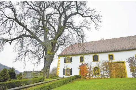  ?? FOTO: BECKERBRED­EL ?? Die Eiche vor Hiwwelersc­h Haus in Karlsbrunn steht als Naturdenkm­al unter Schutz.