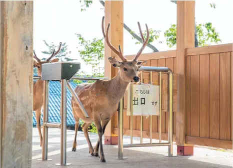  ?? FOTO: YOKO ISHII ?? Keine Menschen sind auf den Bildern von Yoko Ishii zusehen; stattdesse­n zwängt sich ein junger Hirsch durch ein Drehkreuz.